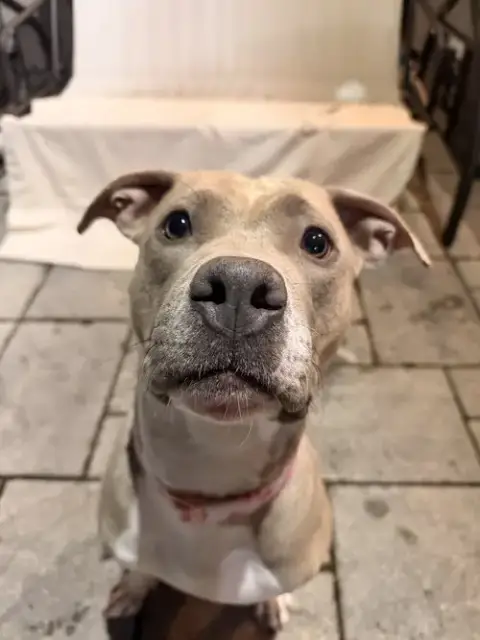 Josie photo 2