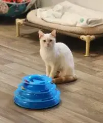 Cat 27520