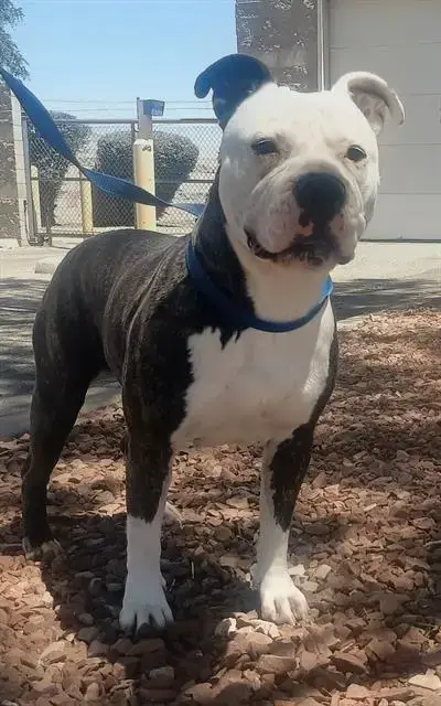 Oreo