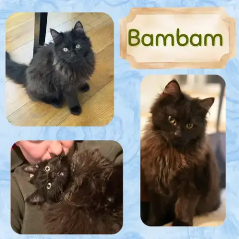 Pebbles And Bambam photo 2