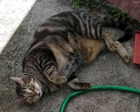 Mama Kitty photo 2