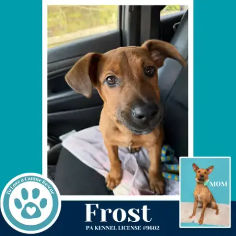Frost photo 4