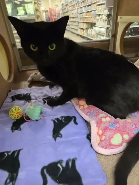 Merlin