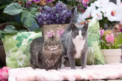 Darling Dixie / Mister