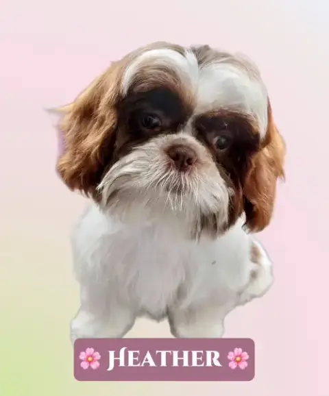 Heather photo 2
