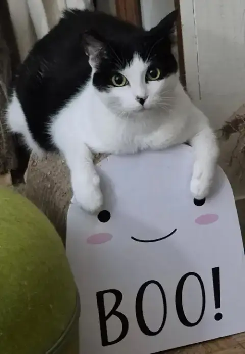 Ava