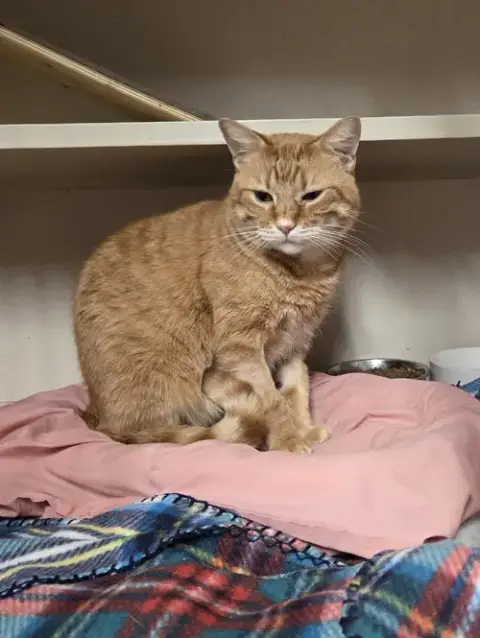 Oliver