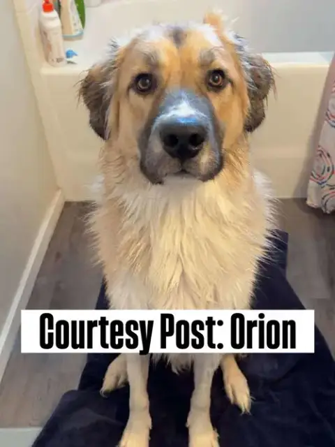 Os Orion