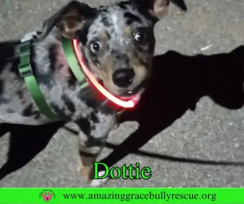 Dottie photo 5