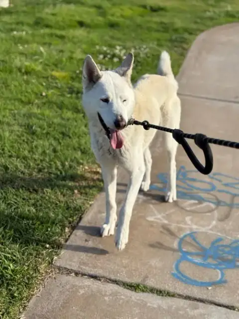 Griffin photo 4