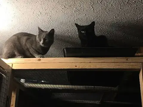 Nicky Bonded With Max photo 2