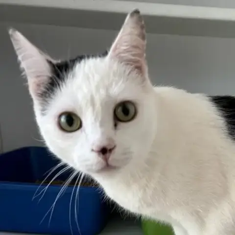 Blue Steel