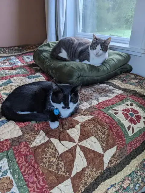 Zz "Milo & Olive" Courtesy Listing photo 5