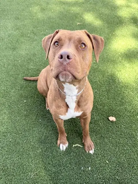 Ruby