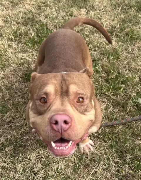 Tank