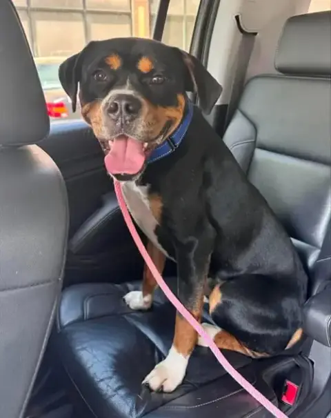 Rocko * Adopt Or Foster* photo 3