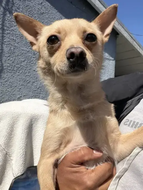 Suri