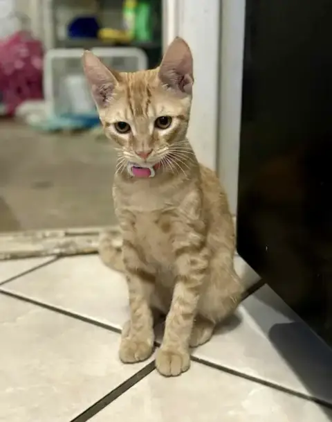 Operation Orange Kittens! photo 4