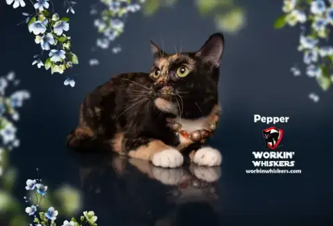 Pepper