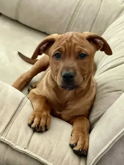 Rusty