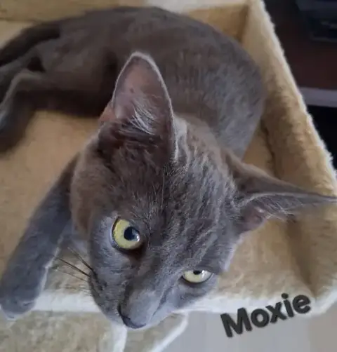Moxie photo 3