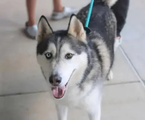 Hachi photo 4