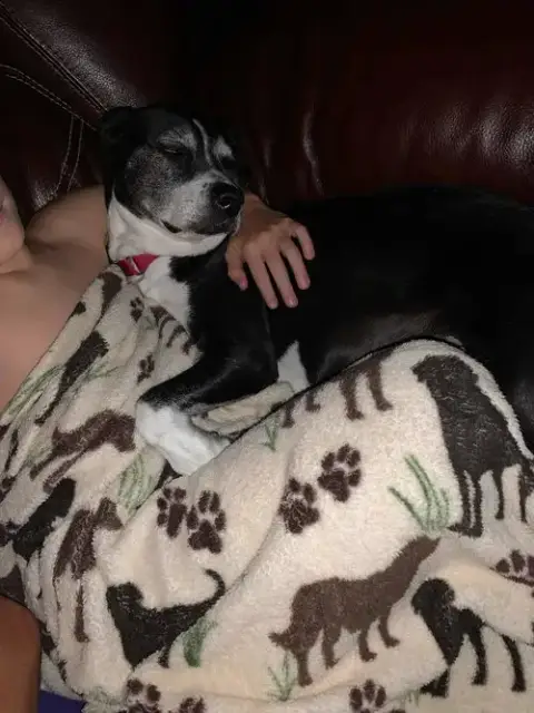 D.O.G.(Deeohhgee)