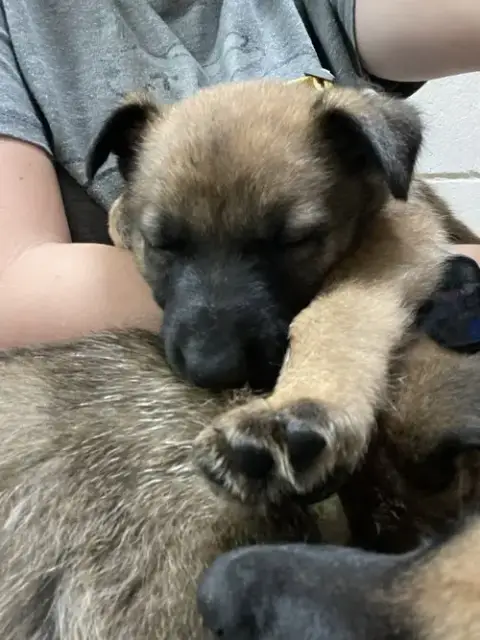 Geo Pups Citrine photo 2
