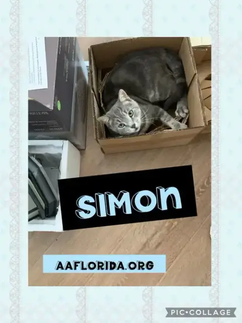 Simon photo 3