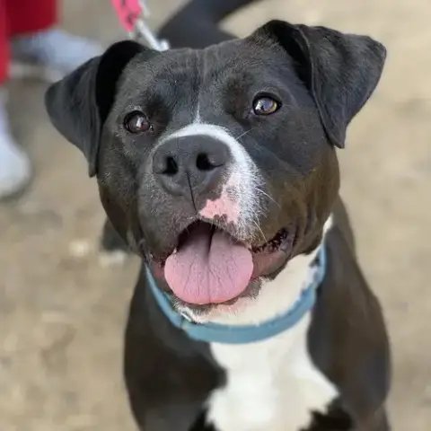 Cindy Lu *Adopt Or Foster*
