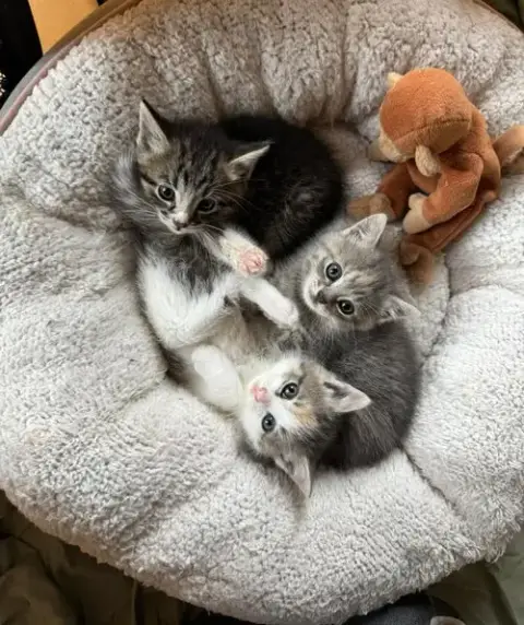 ***Kitten Special 2 For $200 photo 3
