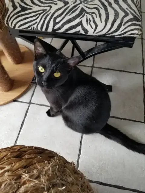 Webster And Felix