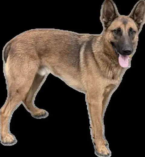 Apollo