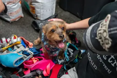 Rosie photo 4