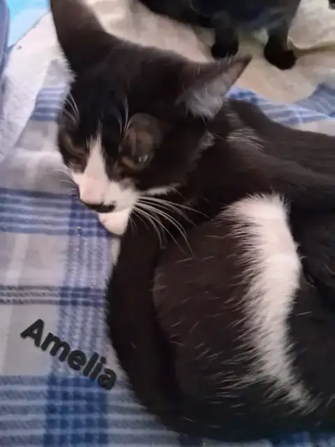 Amelia photo 2