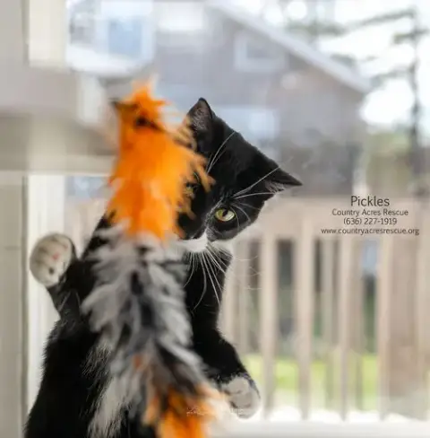 Pickles photo 3