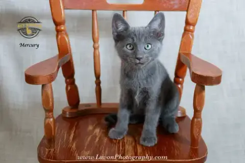 Mercury