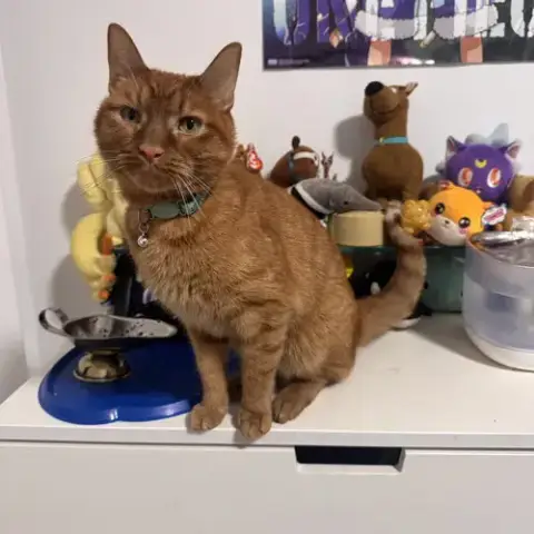Simba photo 2