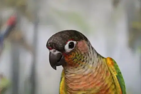 Issac