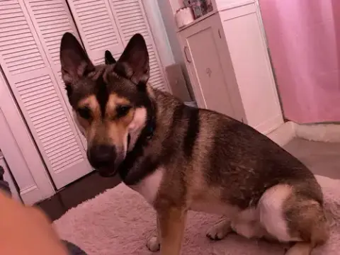 Titi