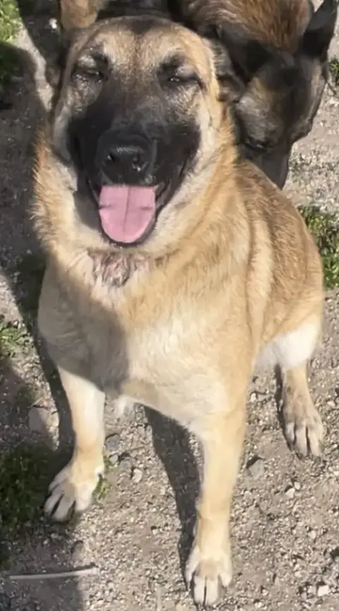 Sasha photo 4