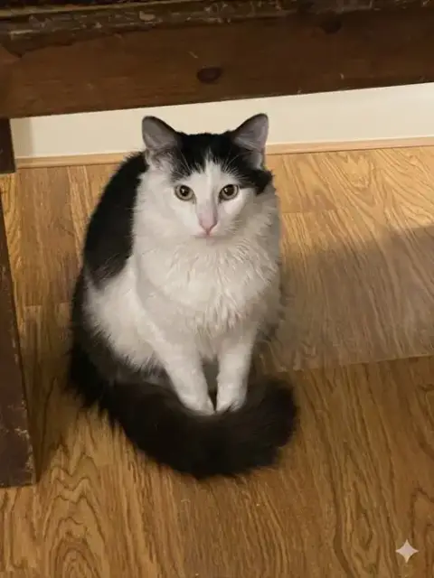 Felix