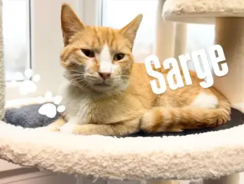 Sarge