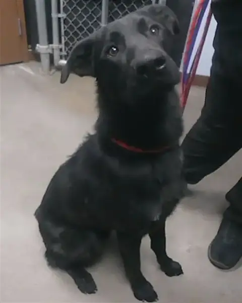 Rosco