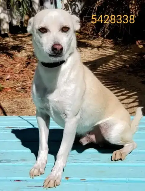 Toby photo 4
