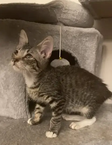 Remy