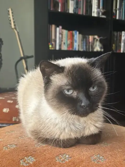 Mocha photo 4