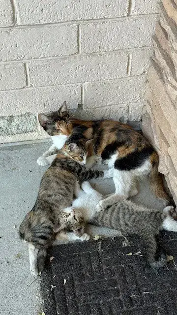 Mama Cat photo 4