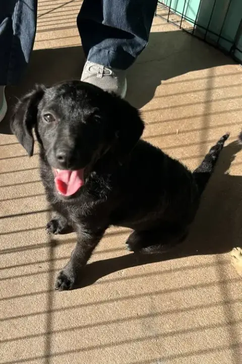 Coco