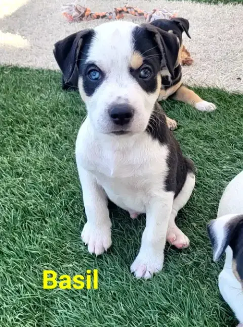 Basil